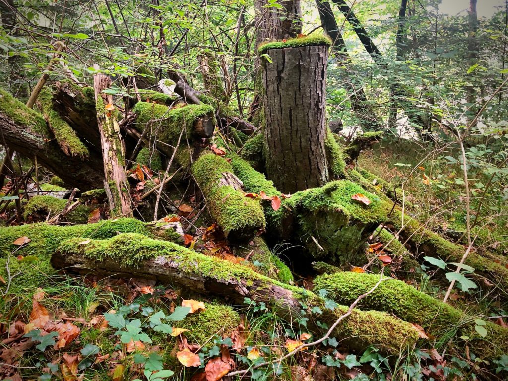 Dans une forêt, amas de bois coupés recouverts de mousses.