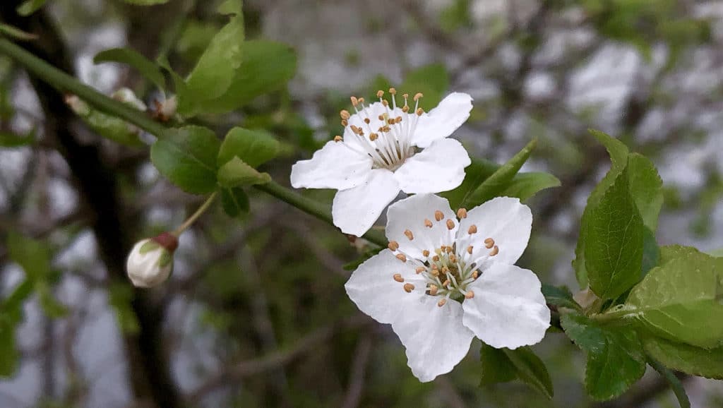 Fleurs blanches sur une branche d'arbre au printemps